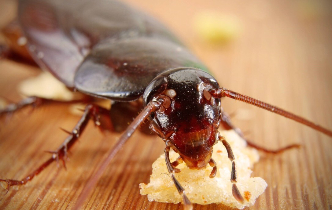 Cum să alegi momeala cu gel pentru gândaci potrivită pentru nevoile tale de combatere a dăunătorilor