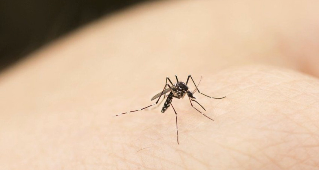 Ce cauzează creșterea țânțarilor și cum poate fi evitată?