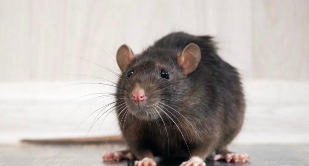 Care este durata maximă de viață a unui șoarece pe o placă de lipici?