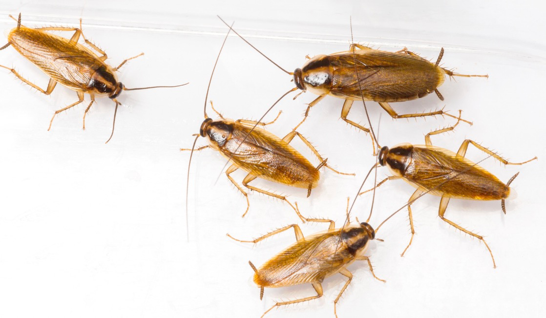 Gel pentru controlul gândacilor de restaurant: un instrument necesar pentru manipularea în siguranță a alimentelor