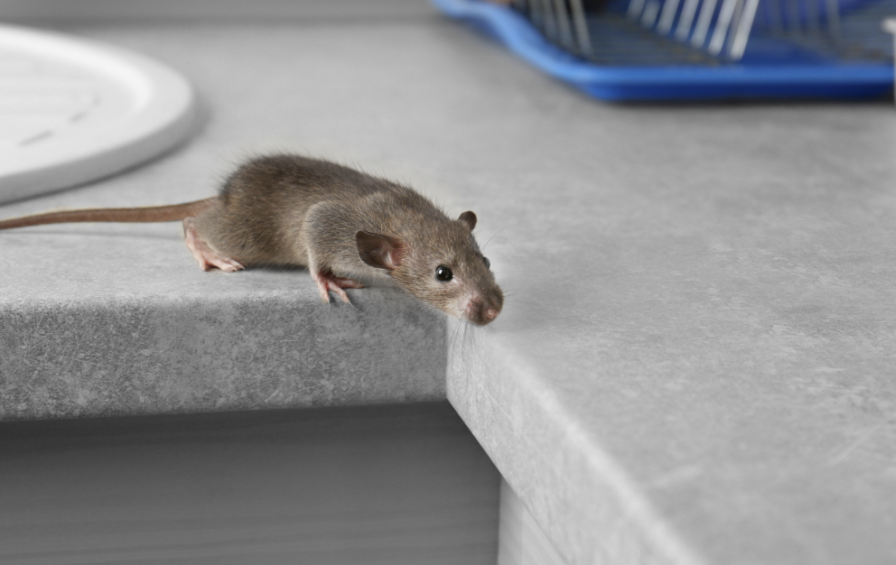Cum funcționează capcana cu lipici pentru șoareci
