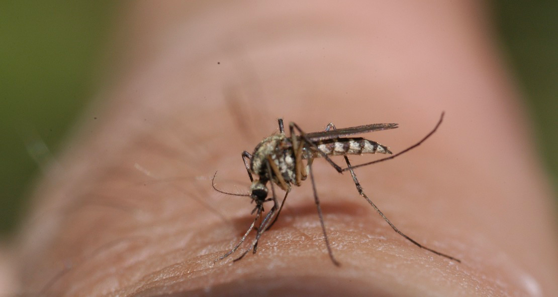 De ce țânțarii locuiesc frecvent în regiunile tropicale?